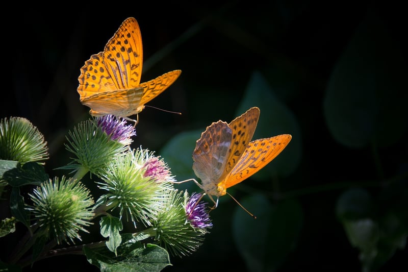 Butterfly Effect Examples